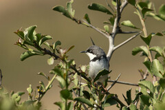 Apalis thoracica