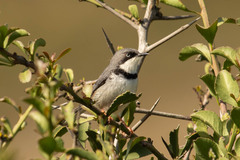 Apalis thoracica