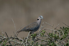 Streptopelia capicola