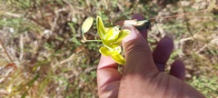 Albuca cooperi