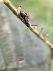 Dolichoderus scabridus