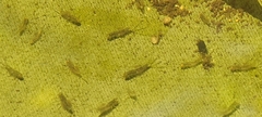 Siphlonuridae