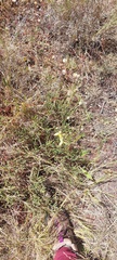 Albuca cooperi
