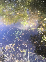 Ranunculus sceleratus