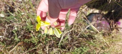 Albuca cooperi