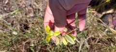 Albuca cooperi
