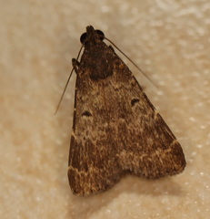 Hydrillodes dimissalis