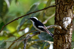 Ficedula westermanni