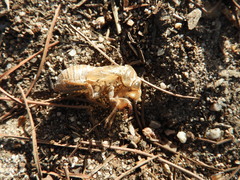 Cicada orni