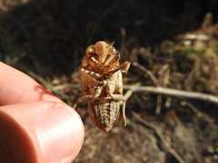 Cicada orni