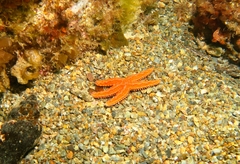 Uniophora granifera
