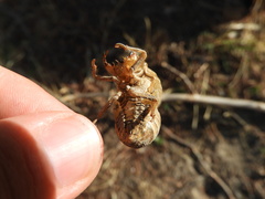 Cicada orni