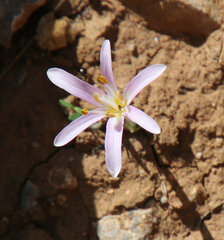 Colchicum pusillum