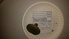 Lactarius atroviridis