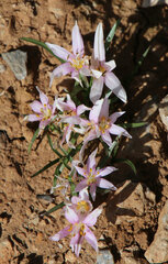 Colchicum pusillum