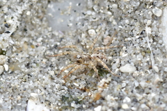 Anoteropsis insularis