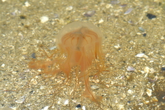 Desmonema gaudichaudi