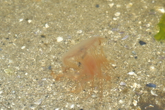 Desmonema gaudichaudi