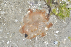 Desmonema gaudichaudi