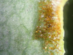 Phyllocoptes goniothorax