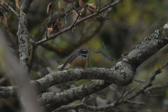 Rhipidura fuliginosa penita