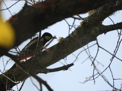 Dendrocopos major hispanus