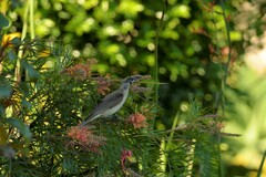 Philemon citreogularis