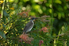 Philemon citreogularis