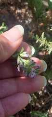 Psoralea decumbens