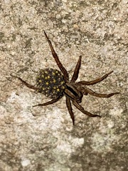 Hogna bivittata