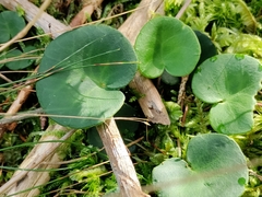 Soldanella montana