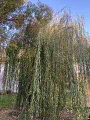 Salix babylonica