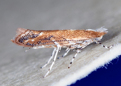 Cameraria quercivorella