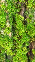 Syntrichia papillosa