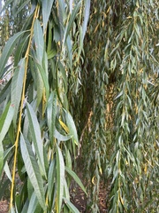 Salix babylonica
