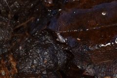 Tomocerinae