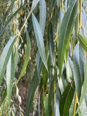 Salix babylonica