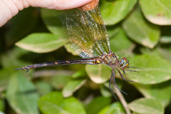 Somatochlora linearis