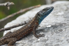 Algyroides nigropunctatus