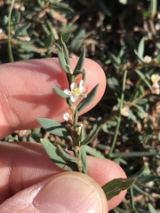 Polygonum aviculare