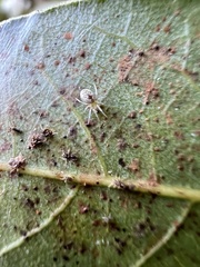 Nigma puella