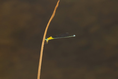 Ischnura pruinescens