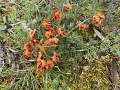 Dillwynia hispida