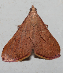 Endotricha ignealis