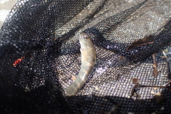 Sicyopterus
