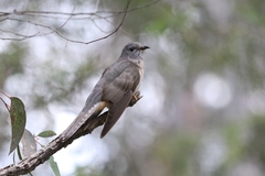 Cacomantis variolosus variolosus