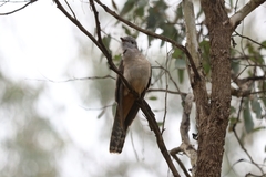 Cacomantis variolosus variolosus