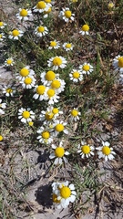 Oncosiphon africanus