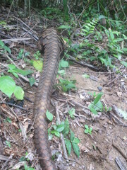 Phataginus tetradactyla