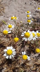 Oncosiphon africanus